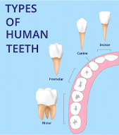 location of teeth types for cost of tooth extraction in Manchester
