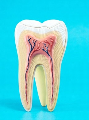 anatomy of a tooth against light blue background